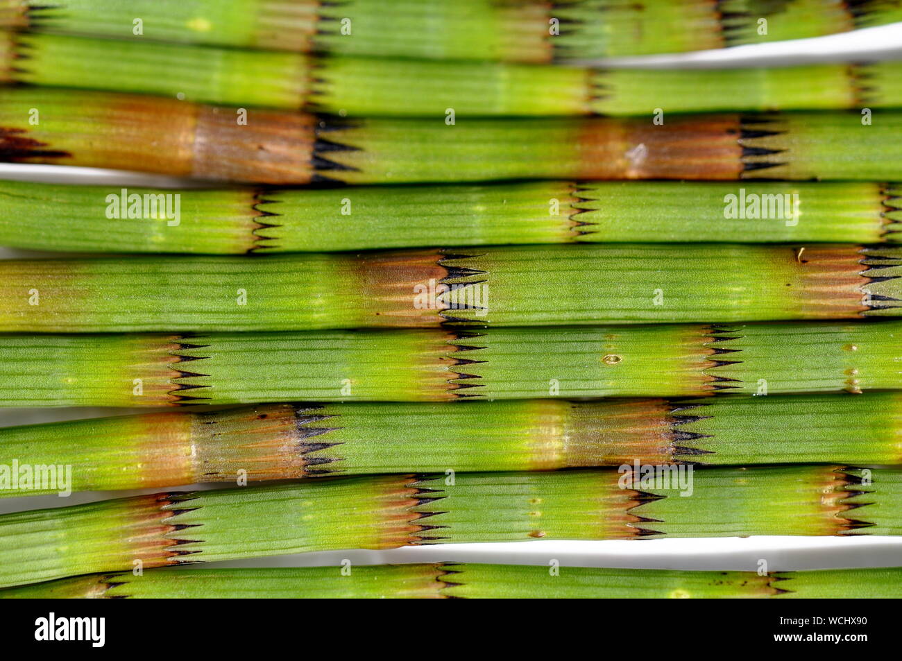 Closeup on horsetail plant stems Equisetum Stock Photo