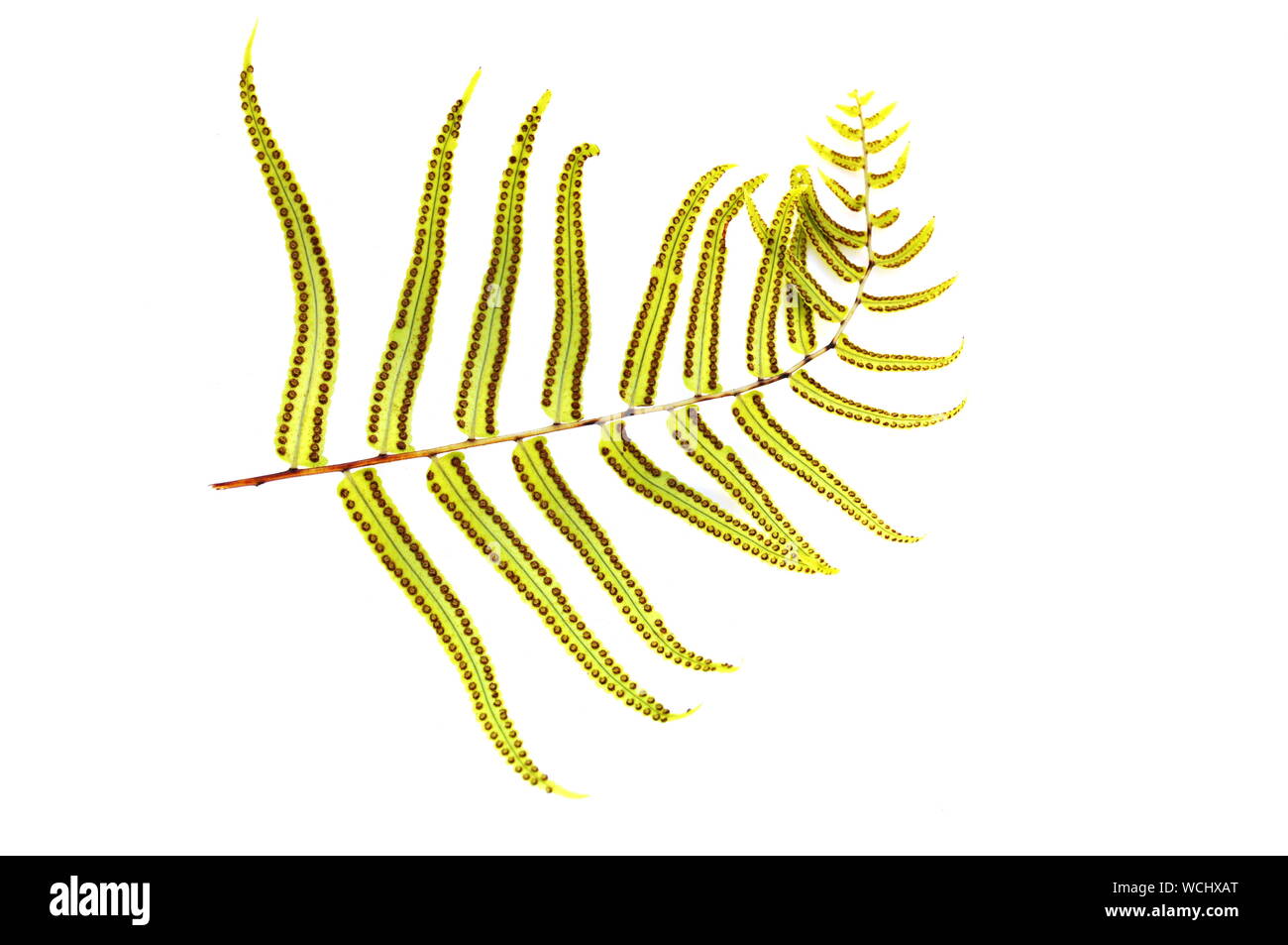 Back side of fern with spores on white background Stock Photo