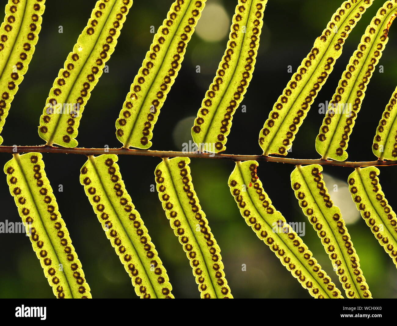 Closeup on the spores of a fern Stock Photo