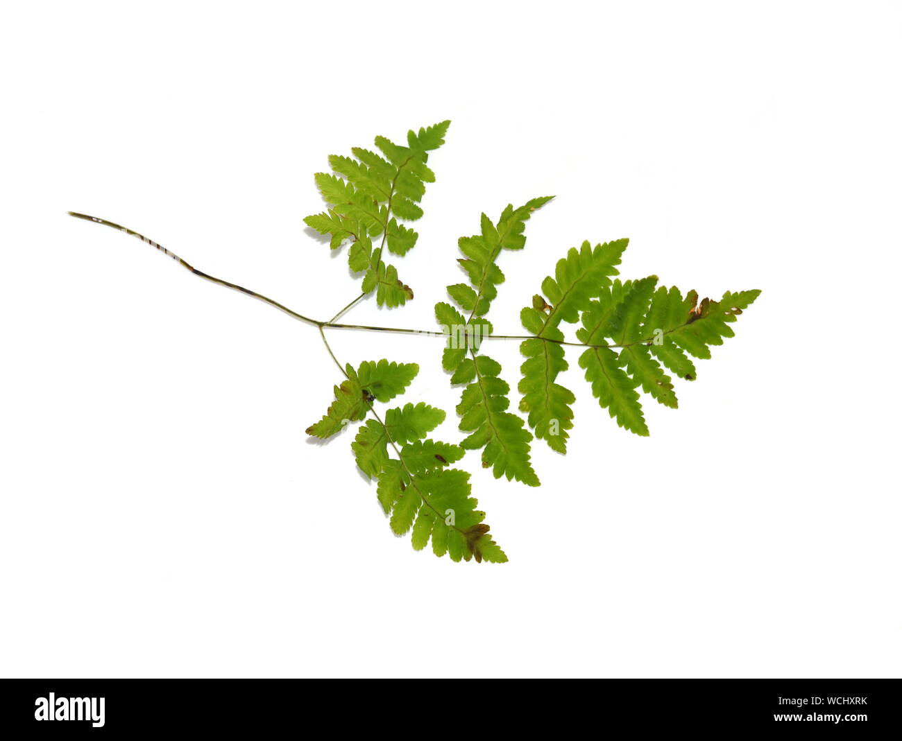 Gymnocarpium hires stock photography and images Alamy