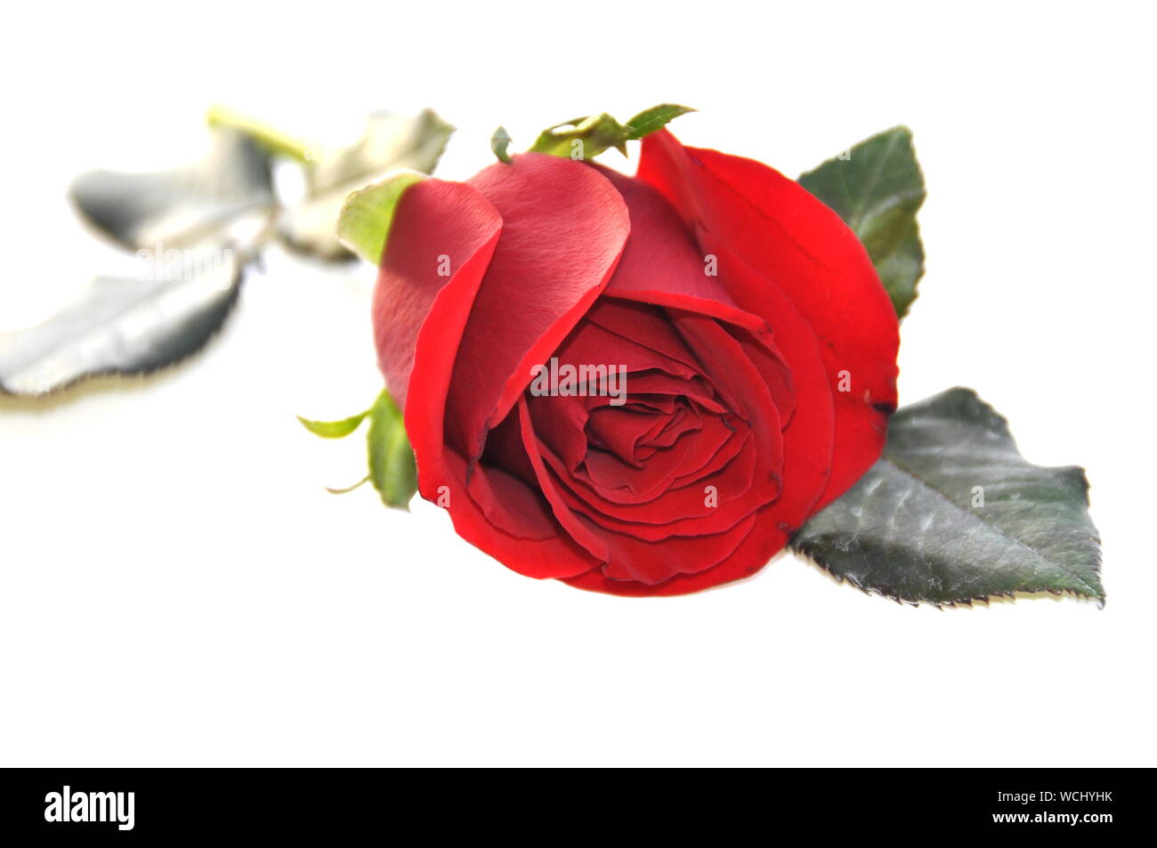 Closeup on red rose on white background Stock Photo - Alamy