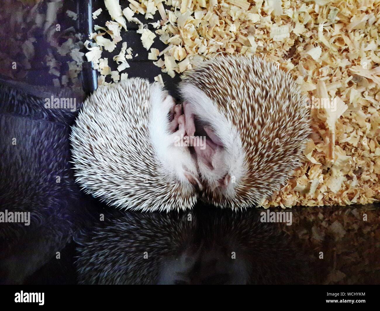 Hedgehog hibernation sleeping hires stock photography and images Alamy