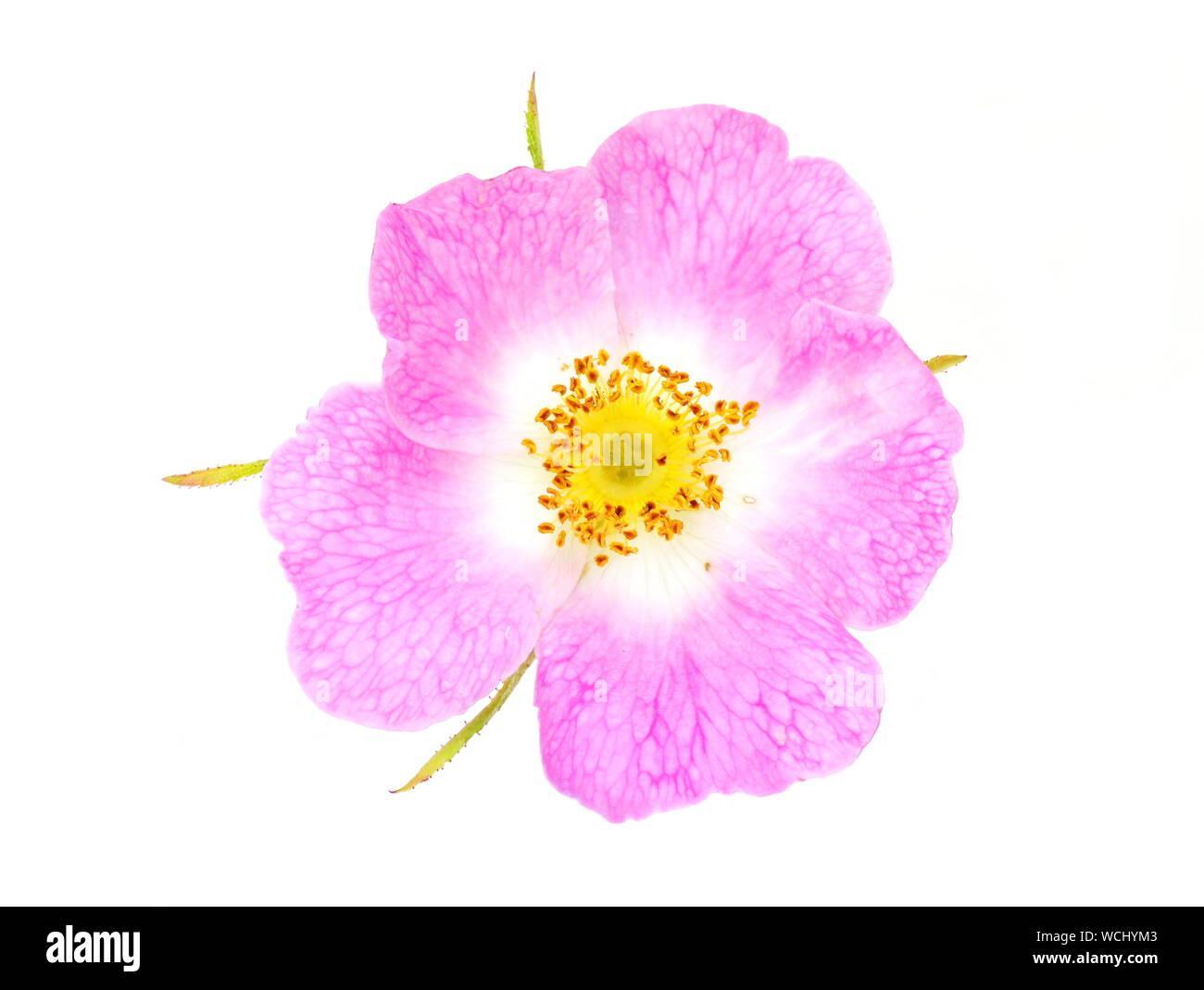 Dog-rose Rosa canina isolated on white background Stock Photo - Alamy
