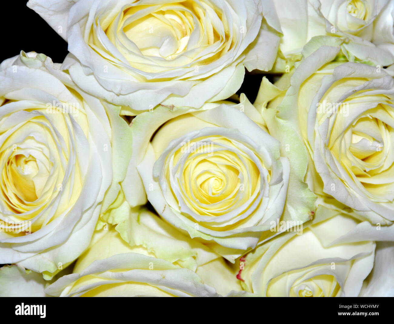 Cream colored roses hi-res stock photography and images - Alamy
