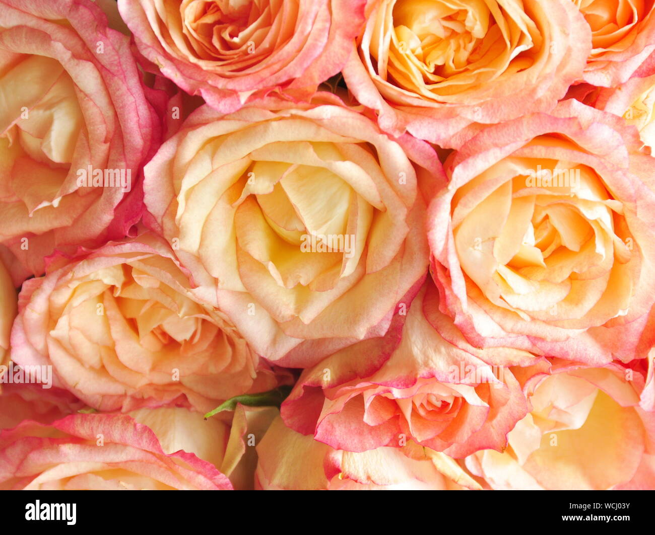 Bouquet of orange roses Stock Photo - Alamy