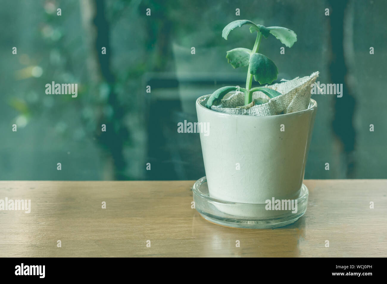 Close-up Of Houseplant On Table Stock Photo