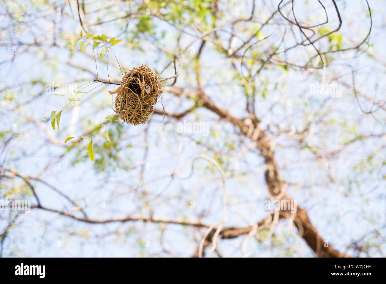 Bird nest hanging from tree hires stock photography and images Alamy