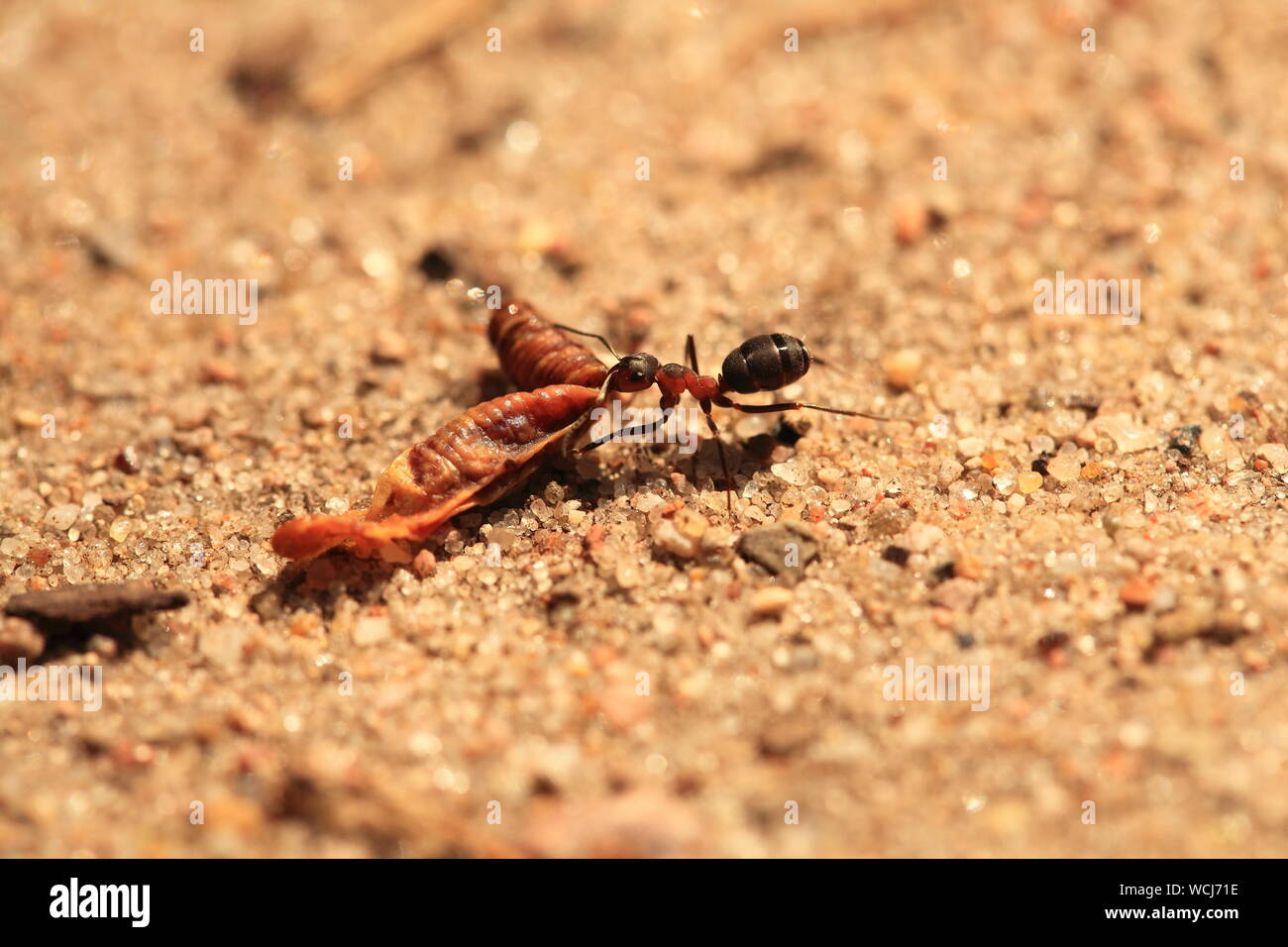 Eating caterpillar hires stock photography and images Alamy