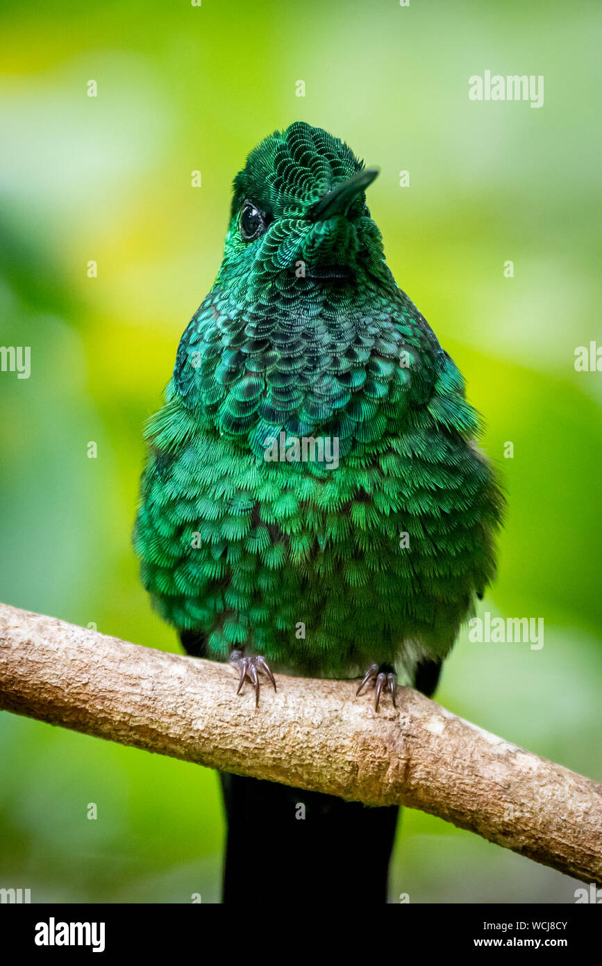 White-Tailed Emerald Hummingbird - Elvira Chionura Stock Photo