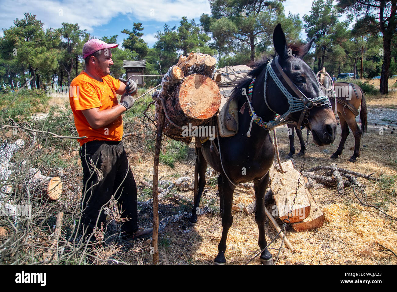 Lumber Industry Horses High Resolution Stock Photography and Images - Alamy