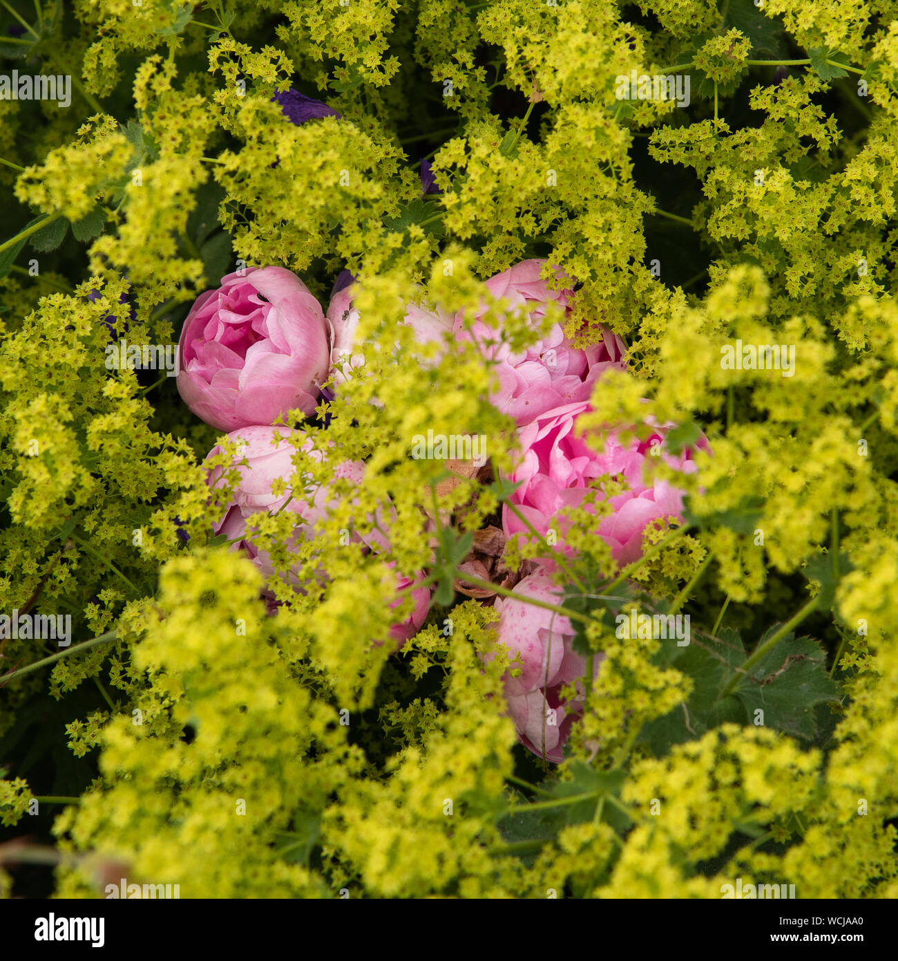 Roses through My Lady's Mantle Stock Photo