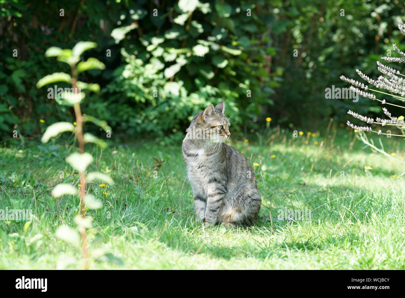 Gray cat sits in the tall grass and waits for prey or what is coming ...