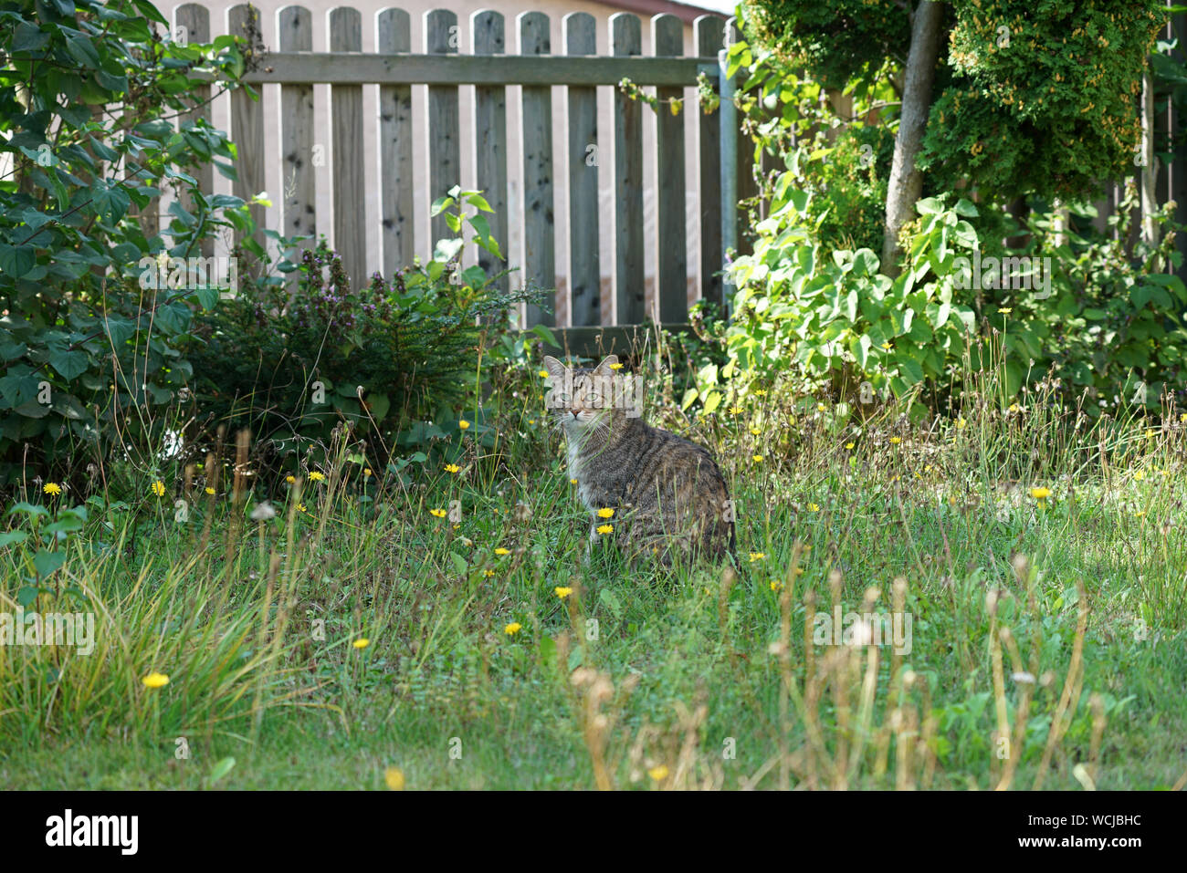 Gray cat sits in the tall grass and waits for prey or what is coming ...
