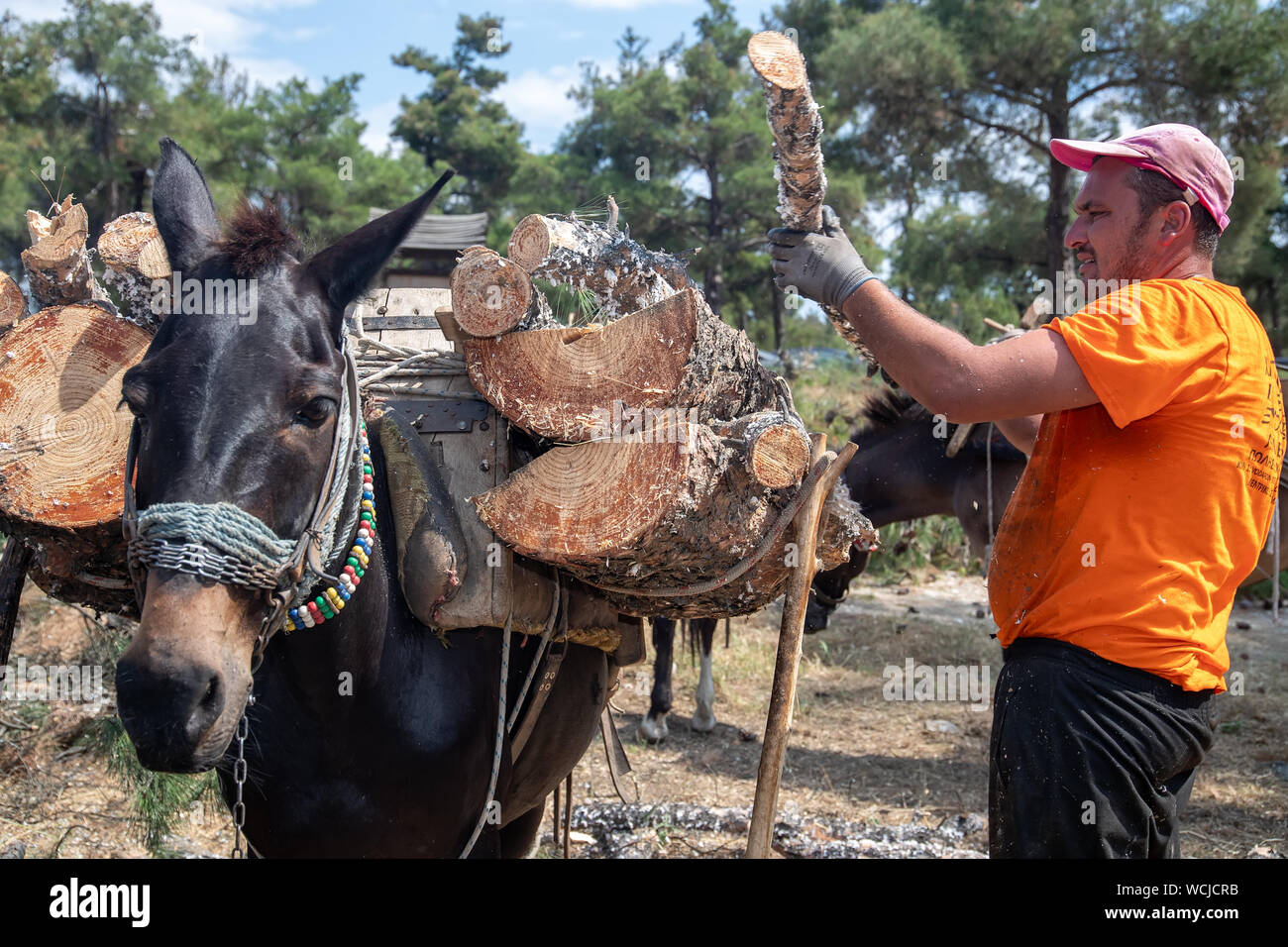 Thessaloniki, Greece - June 26, 2019: Lumberjack loads the cut wood into  horses and mules to carry in the suburban forest of Thessaloniki Stock  Photo - Alamy