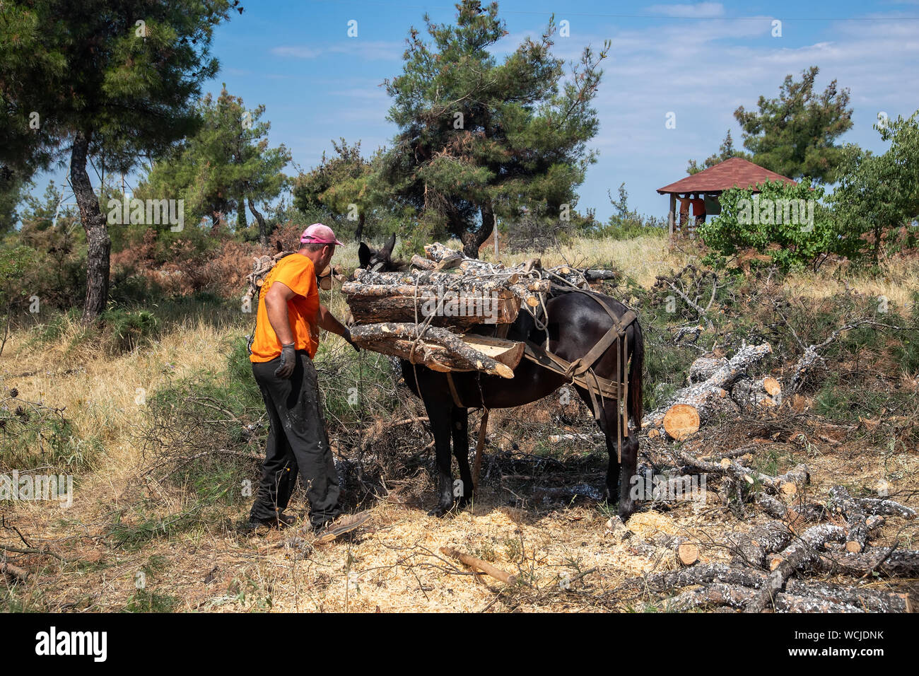 Thessaloniki, Greece - June 26, 2019: Lumberjack loads the cut wood into  horses and mules to carry in the suburban forest of Thessaloniki Stock  Photo - Alamy