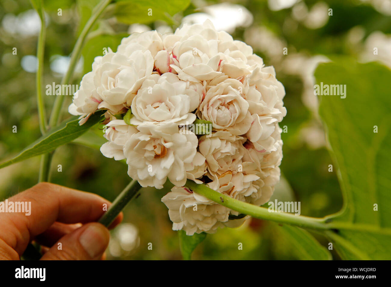Cashmere bouquet. Clerodendrum philippinum. Curious bush witl bouquet flowers. Stock Photo
