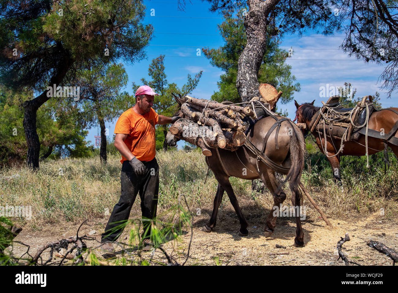 Thessaloniki, Greece - June 26, 2019: Lumberjack loads the cut wood into  horses and mules to carry in the suburban forest of Thessaloniki Stock  Photo - Alamy