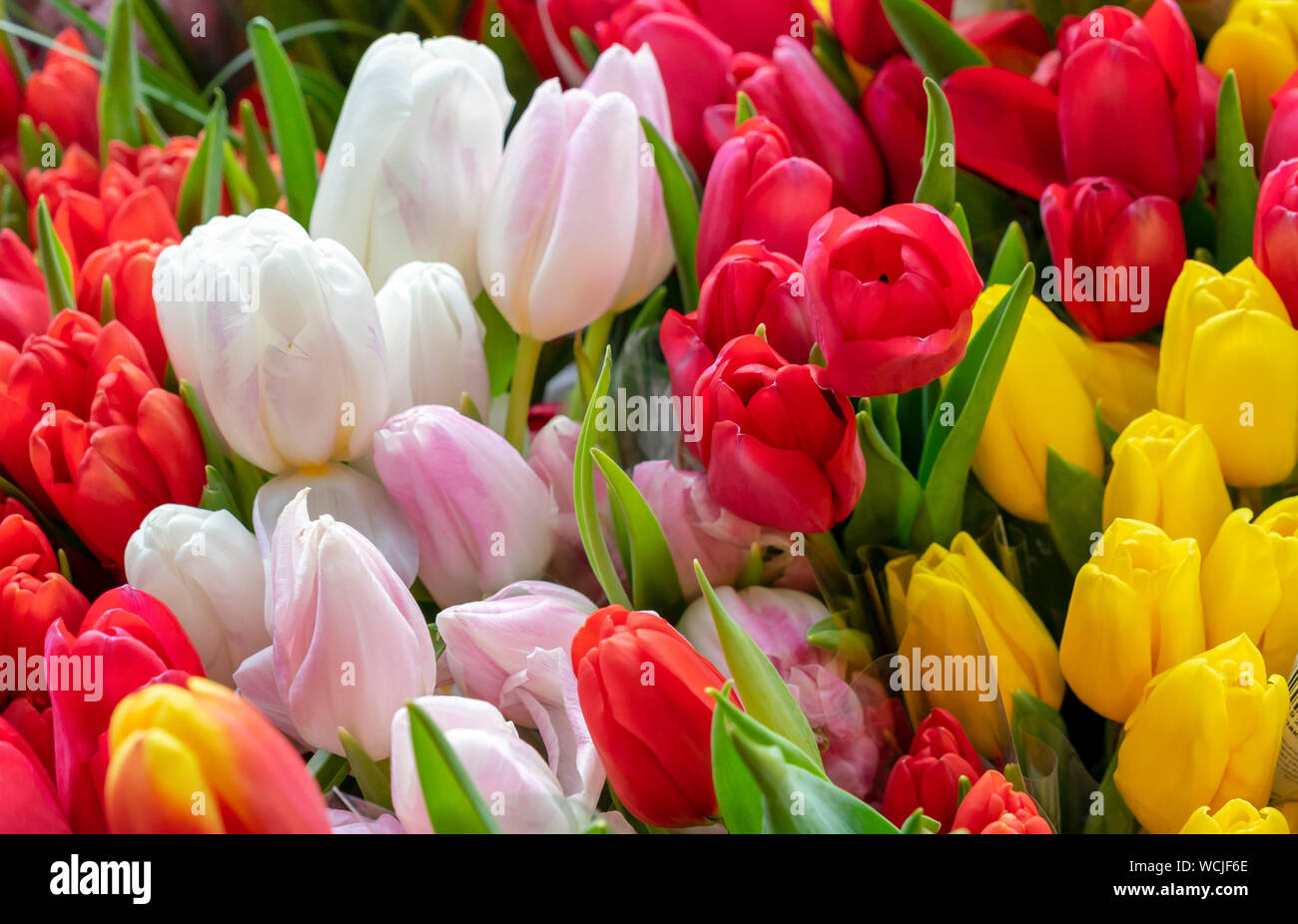 Colorful tulips in a flower shop window Stock Photo - Alamy
