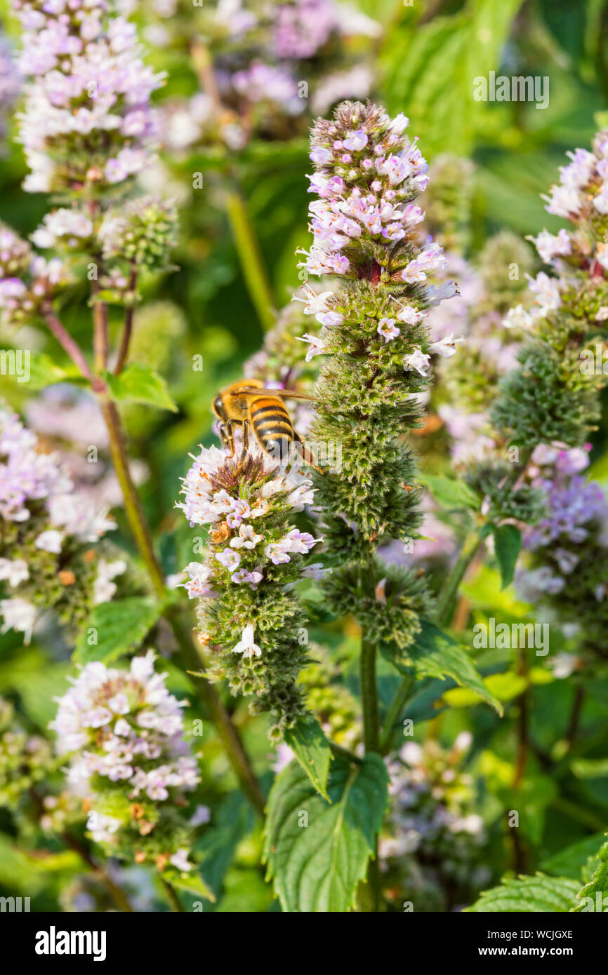 Inflorescent spearmint or Mentha sicata, bee collecting pollen Stock Photo