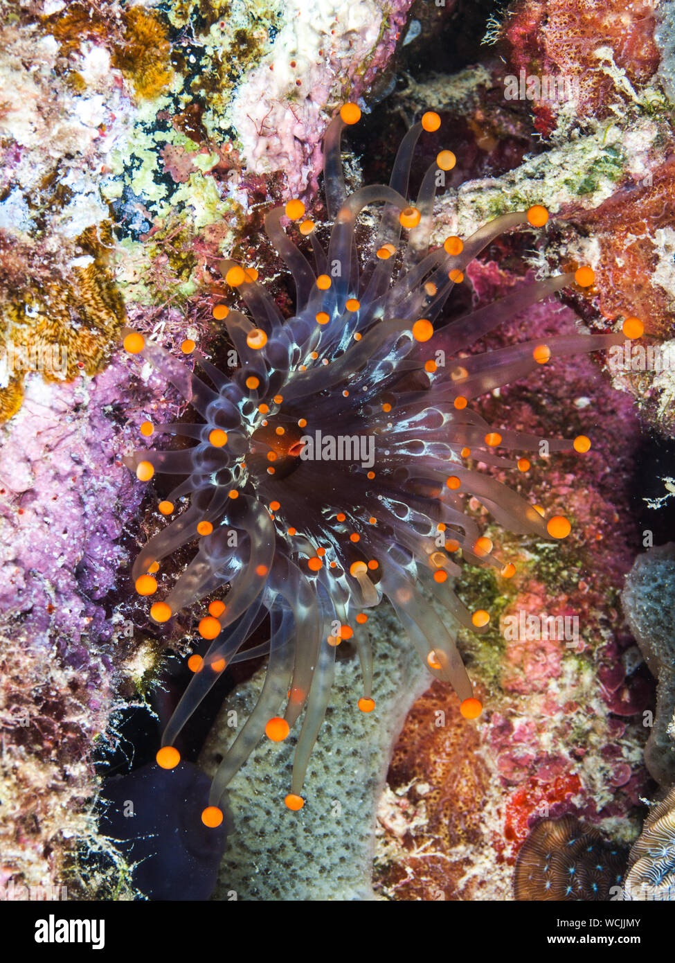 Orange-ball corallimorph (Pseudocorynactis caribbeorum) Stock Photo