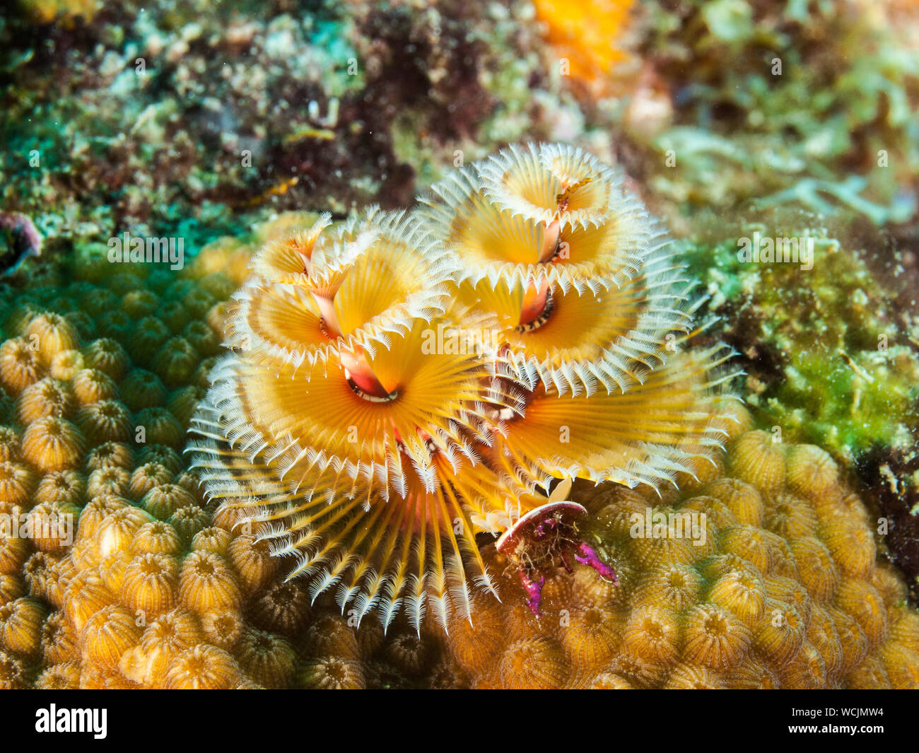 Colorful Christmas Tree Worm Spirobranchus Giganteus Caribbean Sea Los Roques Underwater Stock Photo Alamy