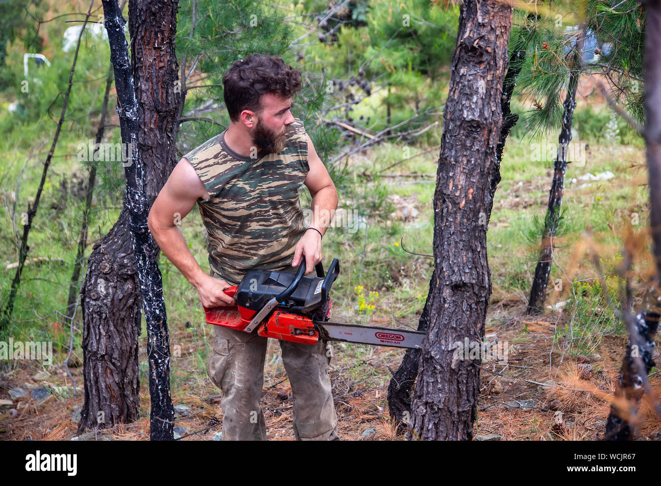 Thessaloniki, Greece - June 26, 2019: Lumberjack work wirh chainsaw in the  forest with coniferous trees for industrial exploitation in the suburban fo  Stock Photo - Alamy