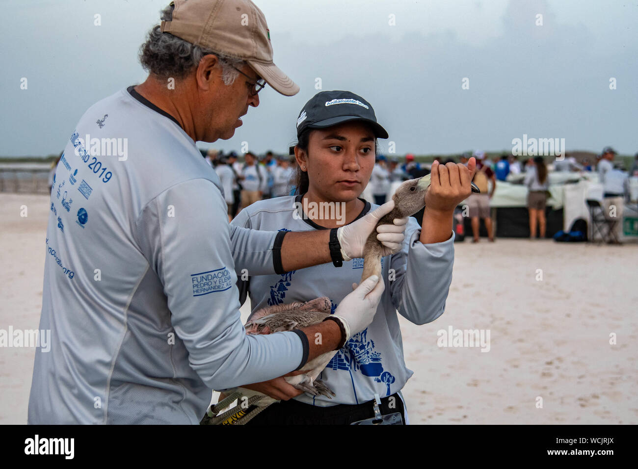 August 18, 2019 - Ria Lagartos, Yucatan, Mexico: A volunteer veterinarian from Africam Safari ArboTerra theme park examines a chick after banding during 2019 flamingo banding held by National Commission of Protected Natural Areas (Comisi-n Nacional de çreas Naturales Protegidas, or 'CONANP') in conjunction with Pedro and Elena Hern‡ndez Foundation at Ria Lagartos Biosphere Reserve in Rio Lagartos, Yucatan, Mexico Romeo Guzman/CSM Stock Photo