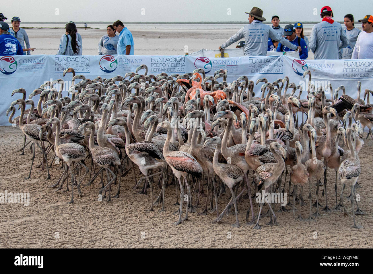 August 18, 2019 - Ria Lagartos, Yucatan, Mexico: During 2019 flamingo banding held by National Commission of Protected Natural Areas (ComisiÃ³n Nacional de Ãreas Naturales Protegidas, or 'CONANP') in conjunction with Pedro and Elena HernÃ¡ndez Foundation at Ria Lagartos Biosphere Reserve in Rio Lagartos, Yucatan, Mexico Romeo Guzman/CSM Stock Photo