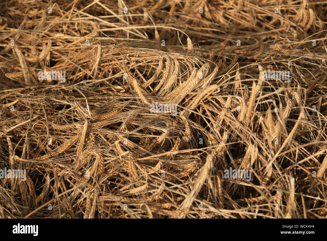 Crops damaged by bad weather in the UK. Stock Photo
