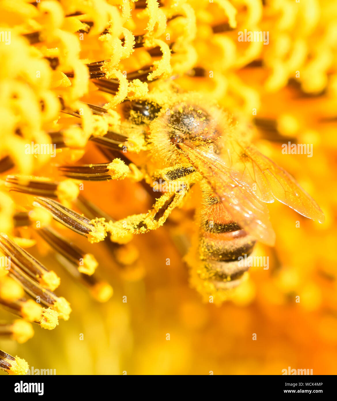 Bee covered in pollen Stock Photo