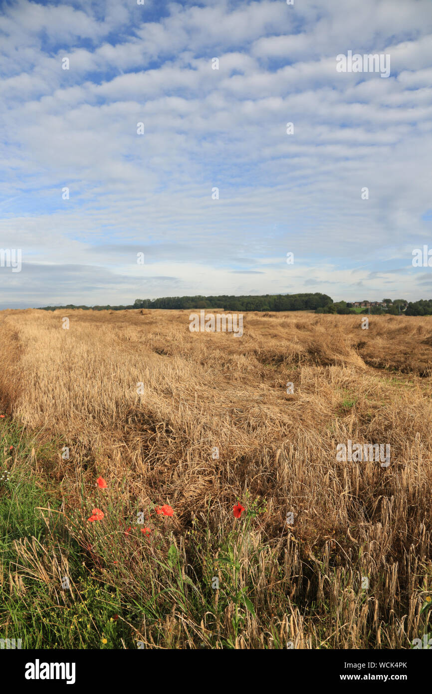 Crops damaged by bad weather in the UK. Stock Photo