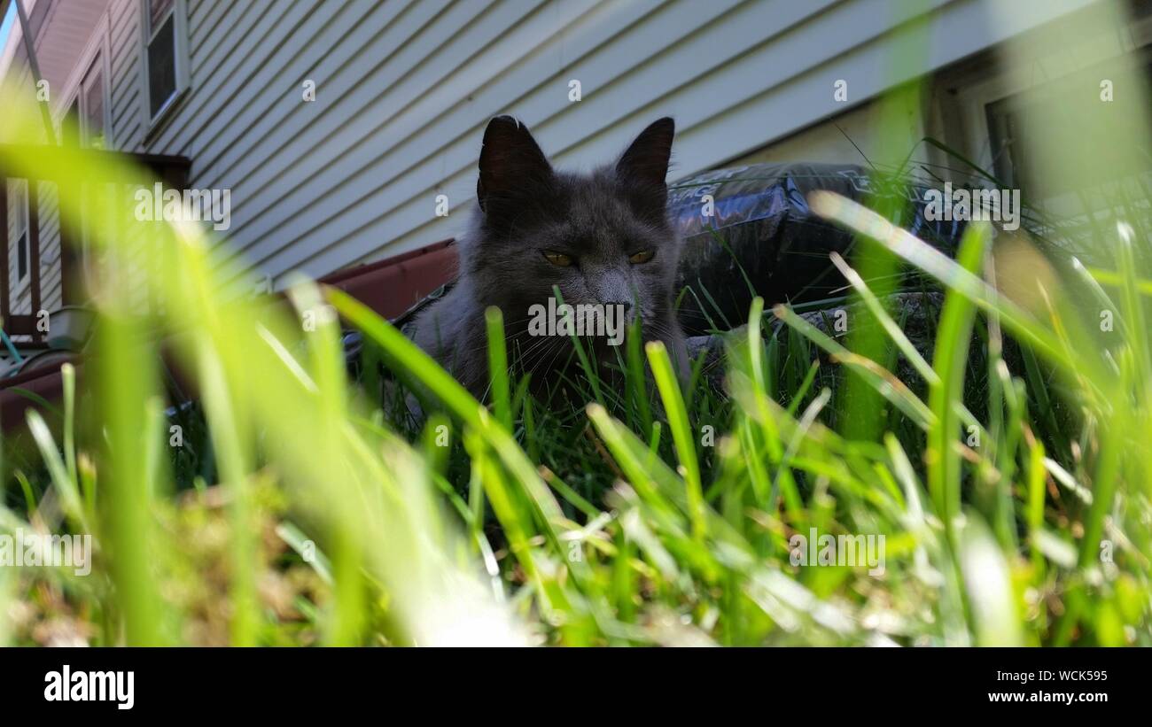 Cat grass back domestic hi-res stock photography and images - Alamy