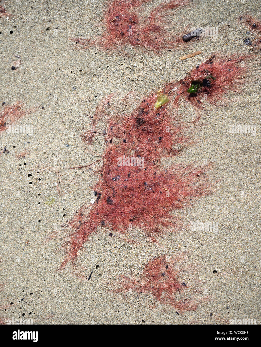 Red tide aka algal bloom, phytoplankton washed up on a sandy beach. Stock Photo