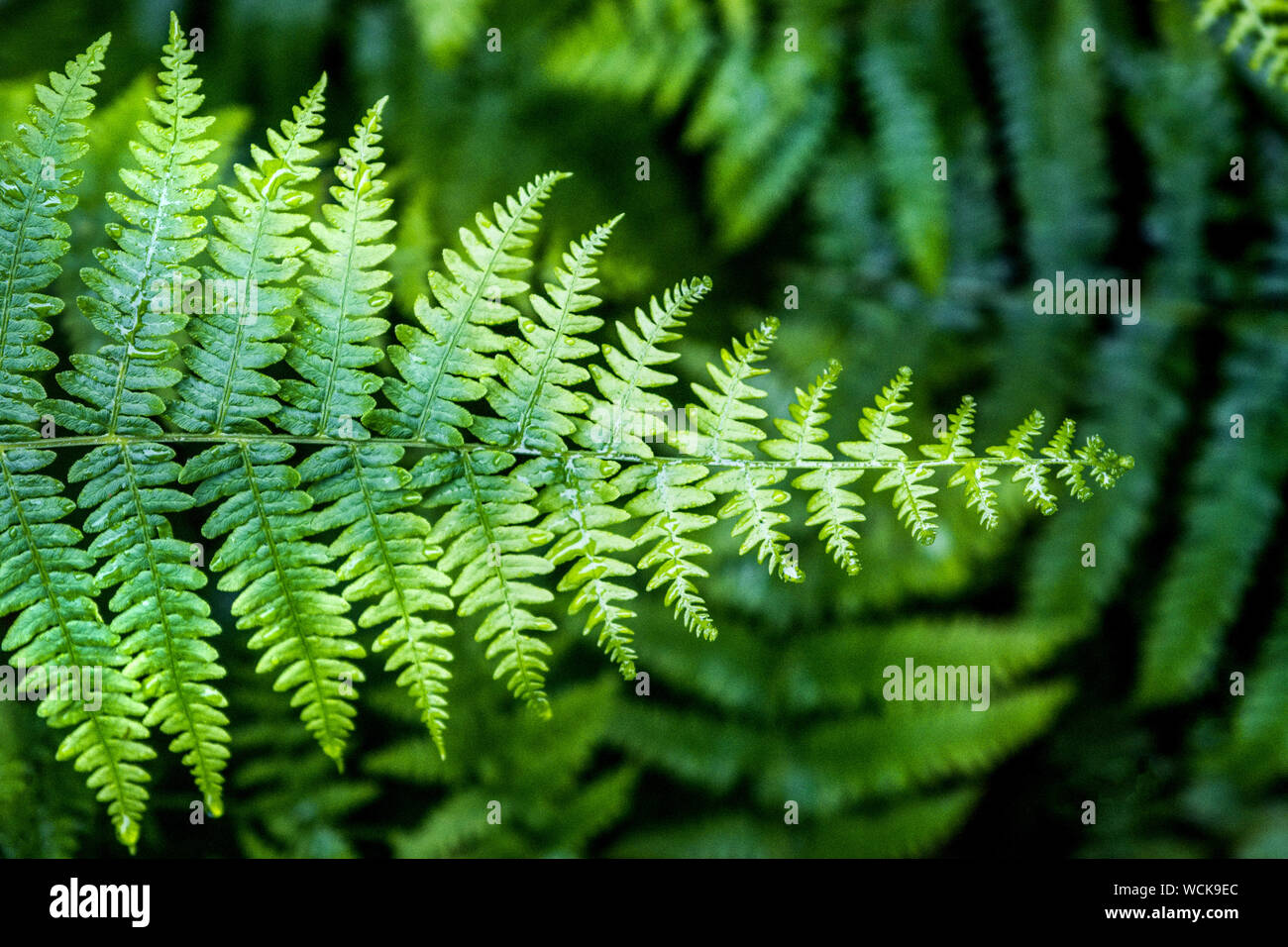 Bracken (Pteridium), large ferns, in the Peak District,UK Stock Photo