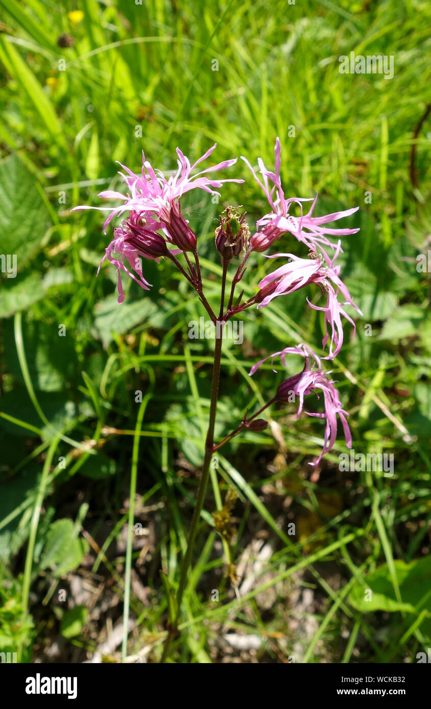 Lychnis flos-cuculi, commonly called Ragged Robin, is a herbaceous perennial plant in the family Caryophyllaceae, England, UK Stock Photo