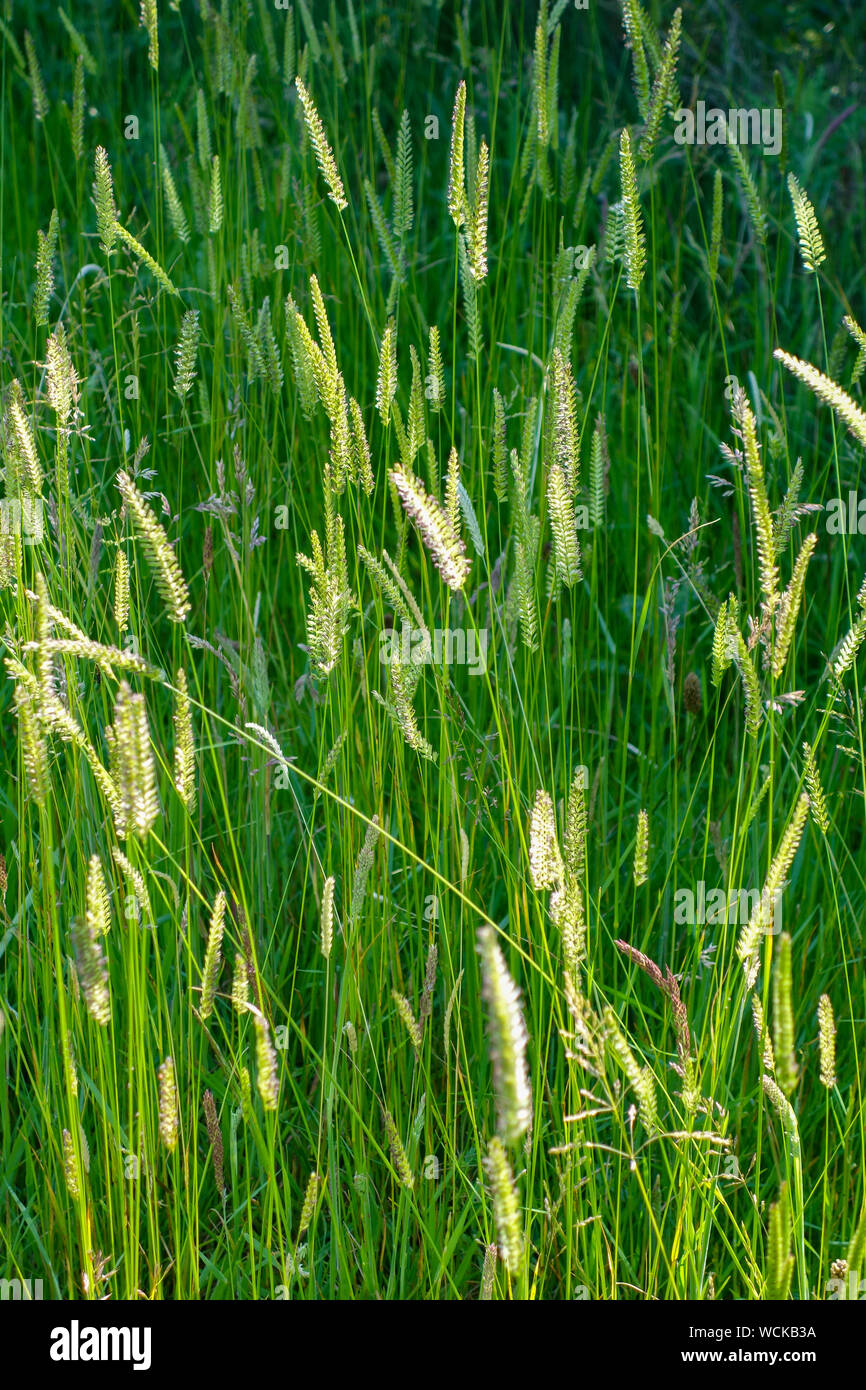 Crested Dogstail grass (Cynosurus cristatus) Stoke-on-Trent, Staffordshire, England, UK Stock Photo