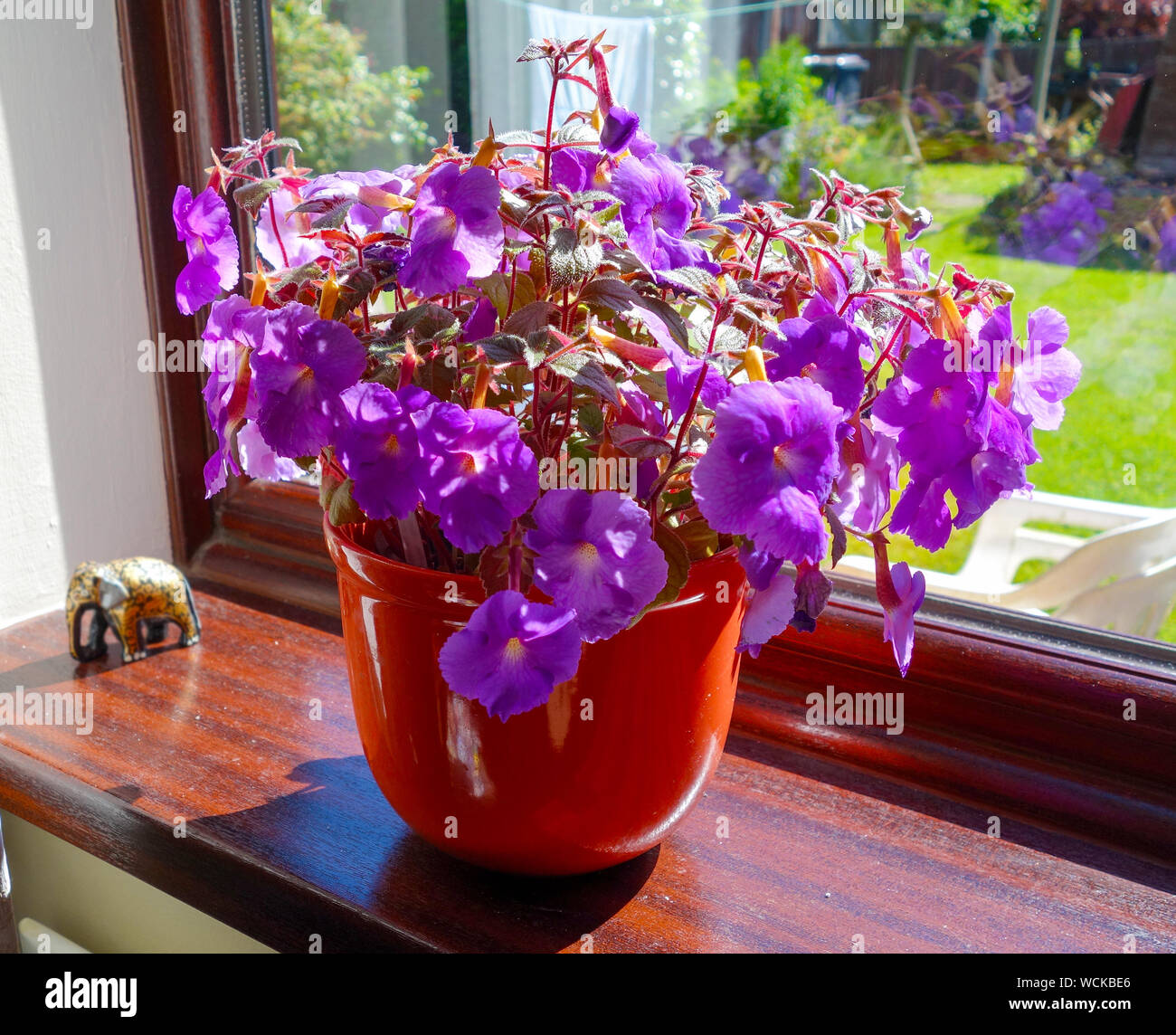 A bowl of purple Achimenes growing on a windowsill Stock Photo