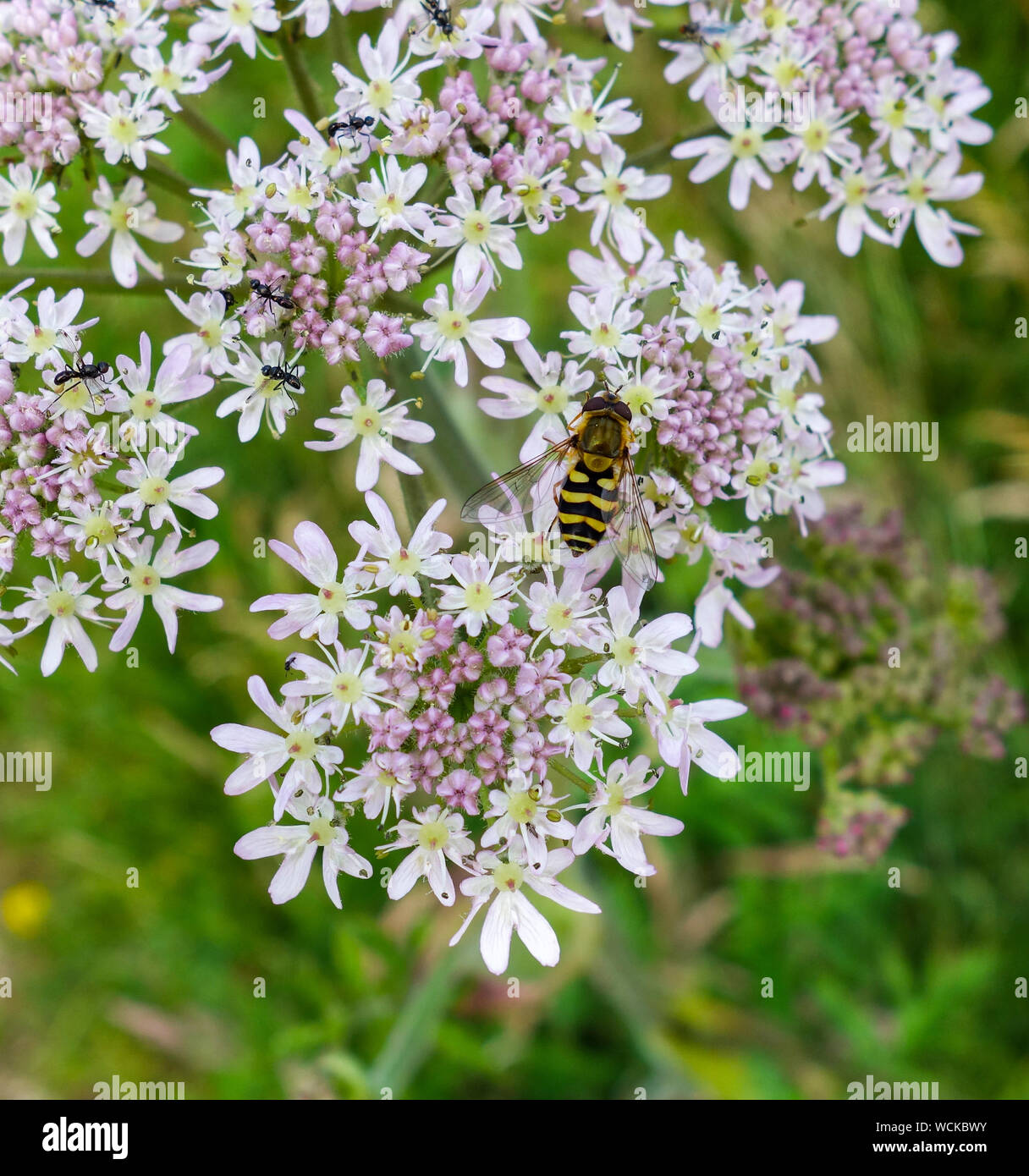 A Hoverfly (Syrphus ribesii) or Flower Fly on the white wild Angelica flowers (Angelica sylvestris), Staffordshire, England, UK Stock Photo