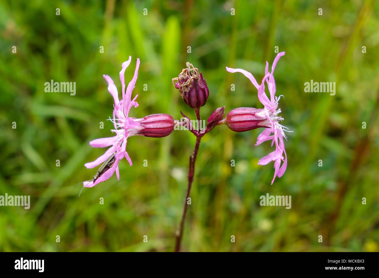 Lychnis flos-cuculi, commonly called Ragged Robin, is a herbaceous perennial plant in the family Caryophyllaceae, Staffordshire, England, UK Stock Photo