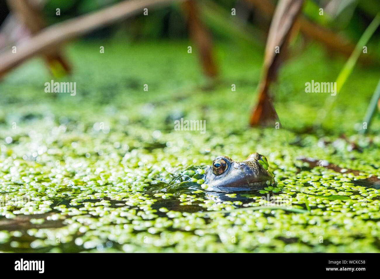 a frog in a British garden pond Stock Photo