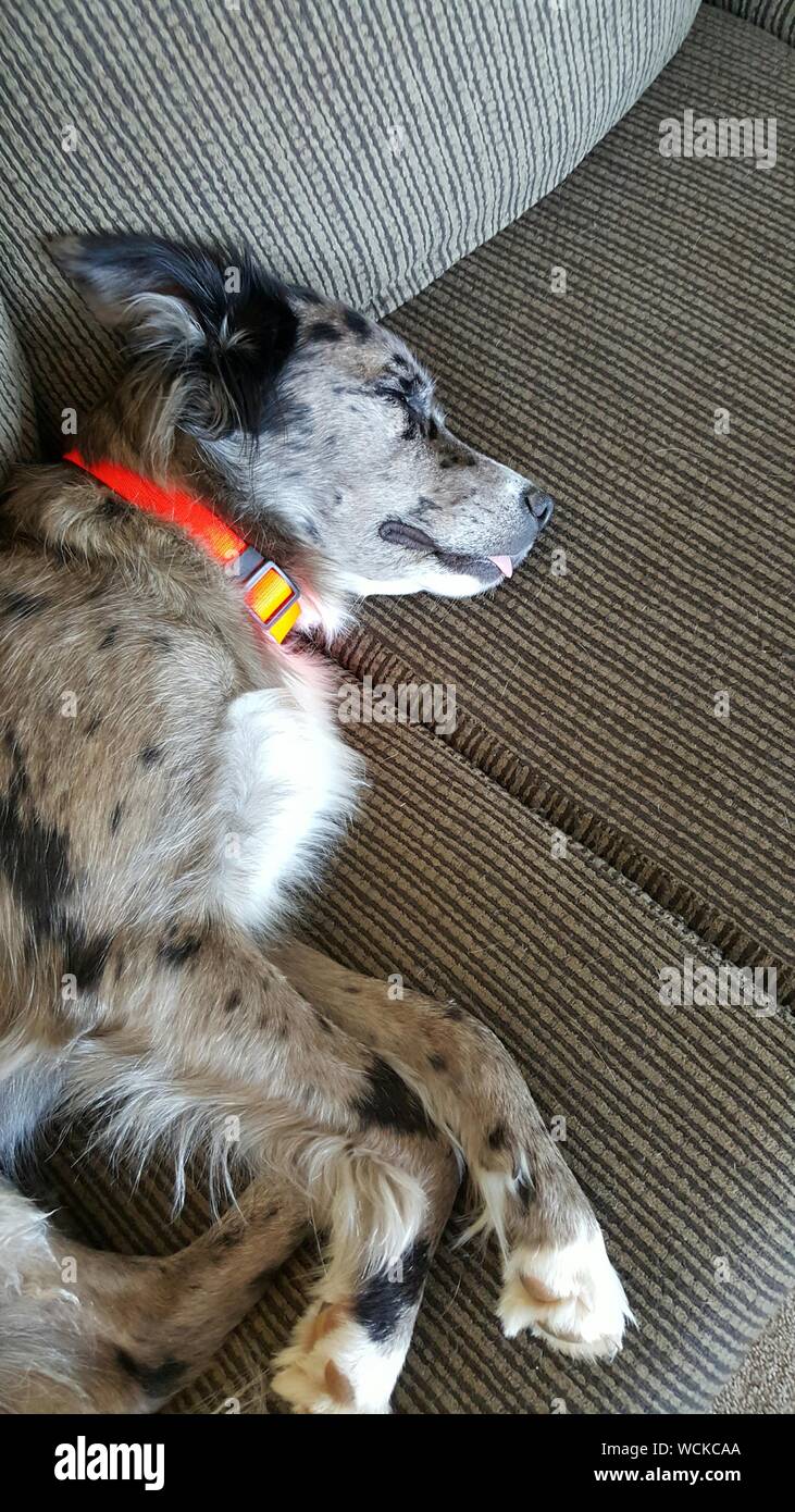 Dog sleeping on couch hires stock photography and images Alamy