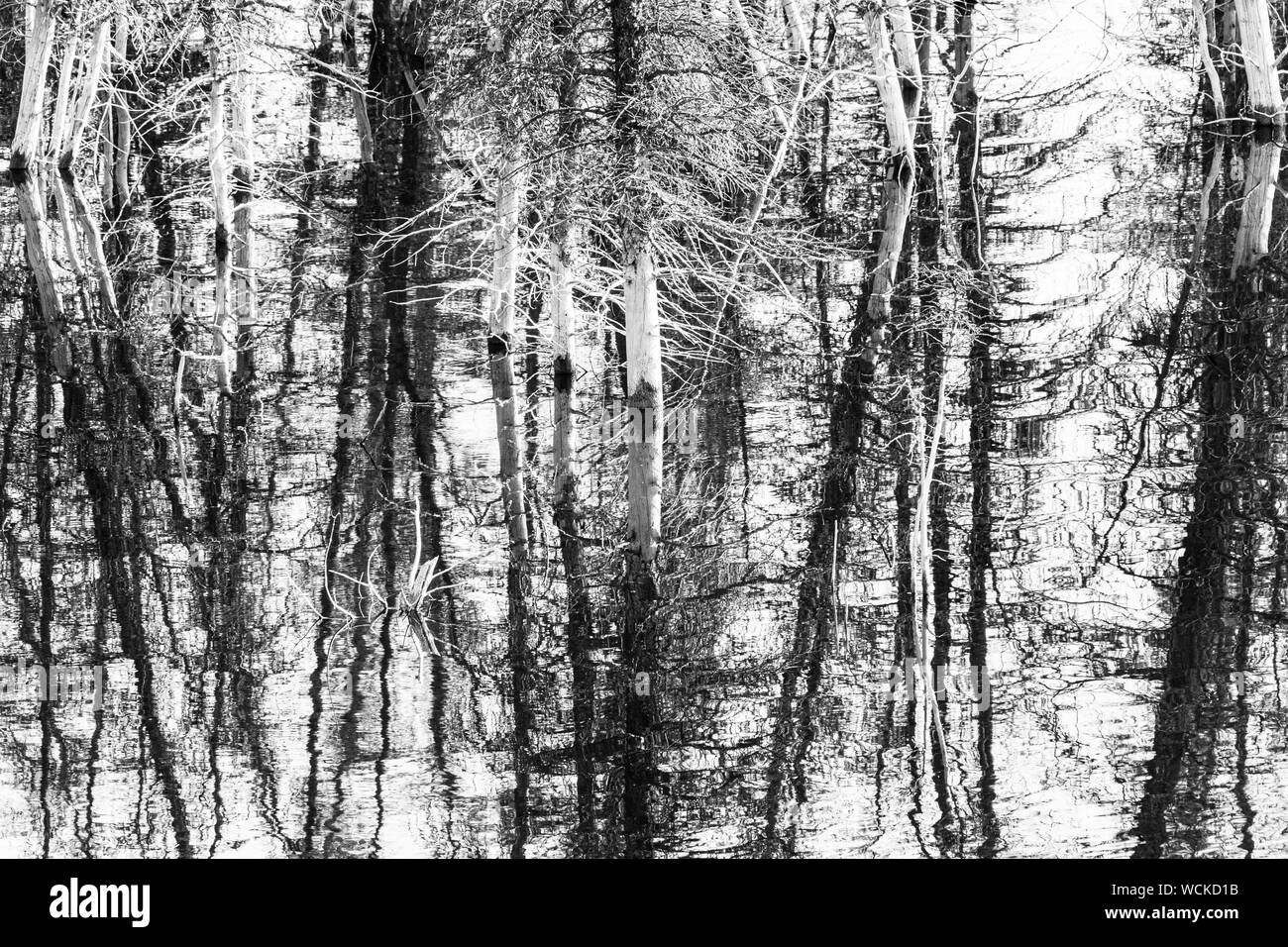 Fine Art image of dead tree stumps reflected and shown in black and white. Stock Photo