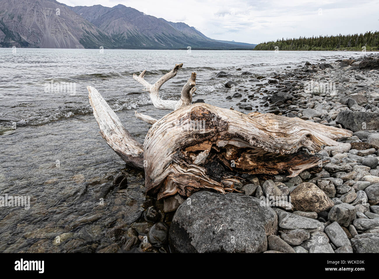 Dead wood on the shore of Kathleen Lake, south of Haines Junction, Kluane National Park and Reserve Stock Photo