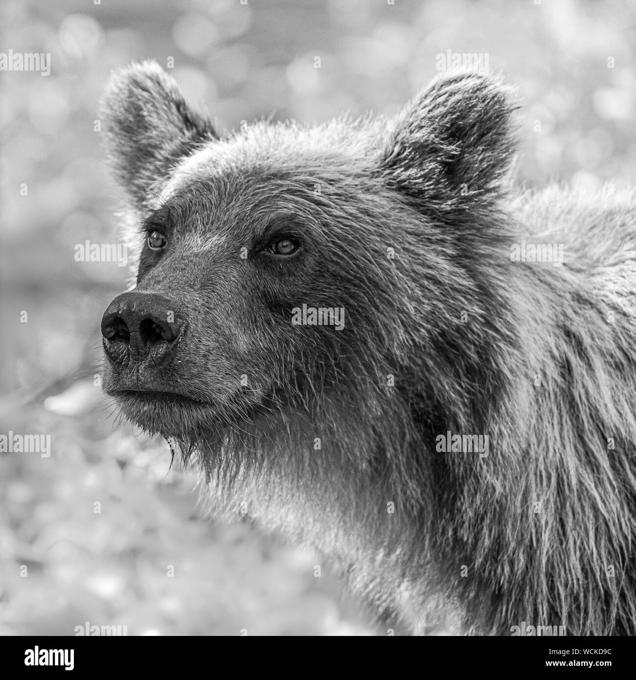Grizzly Bear close-up of head looking towards camera, Ursus arctos horribilis, Brown Bear, North American, Canada, Stock Photo