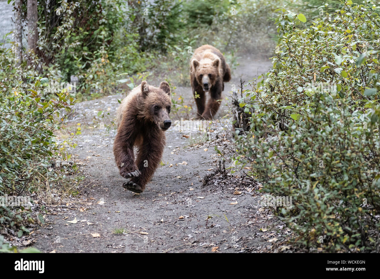 Female Grizzly Bear chasing off her young male cub, Ursus arctos horribilis, Brown Bear, North American, Canada, Stock Photo