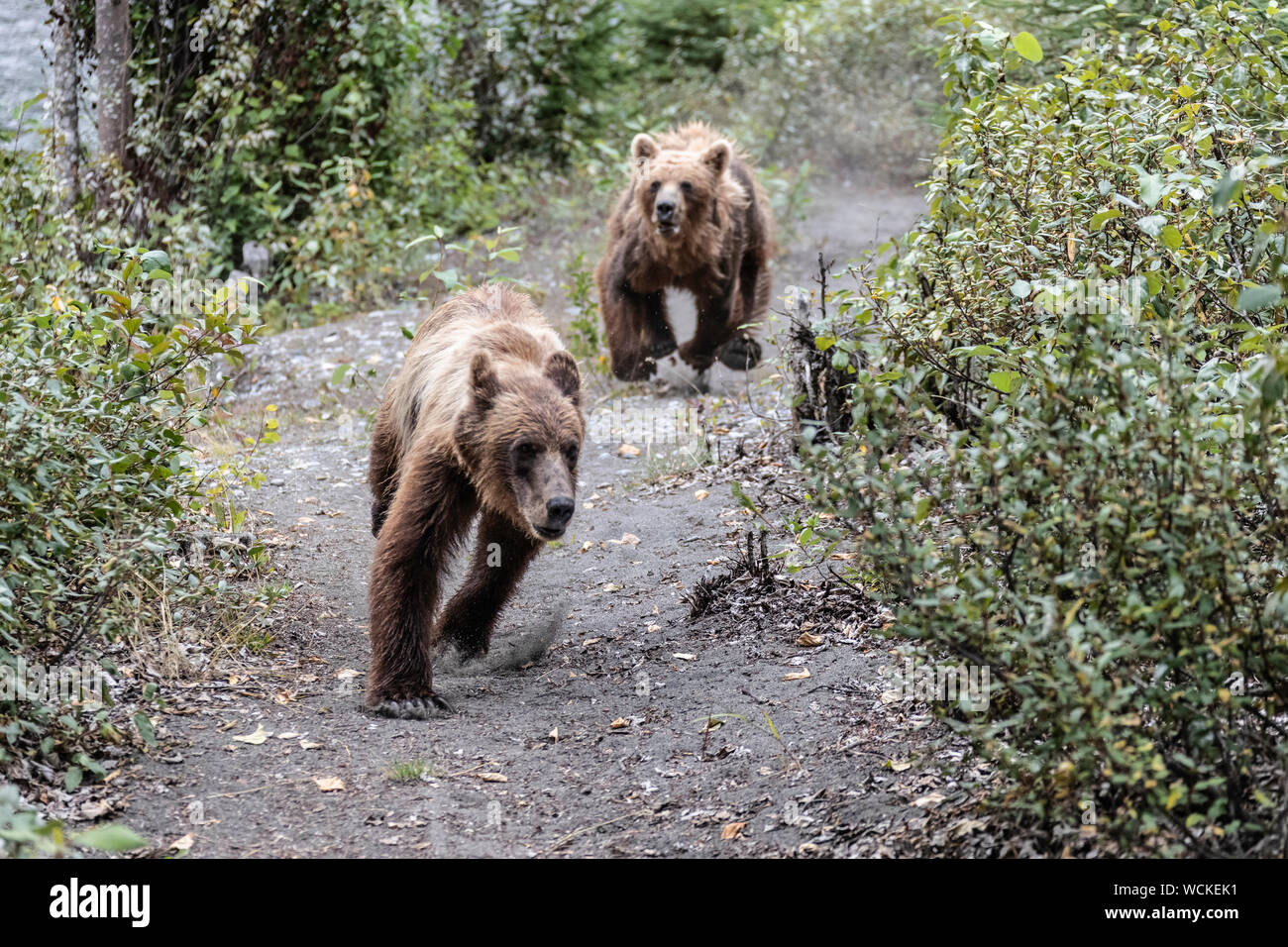 Female Grizzly Bear chasing off her young male cub, Ursus arctos horribilis, Brown Bear, North American, Canada, Stock Photo