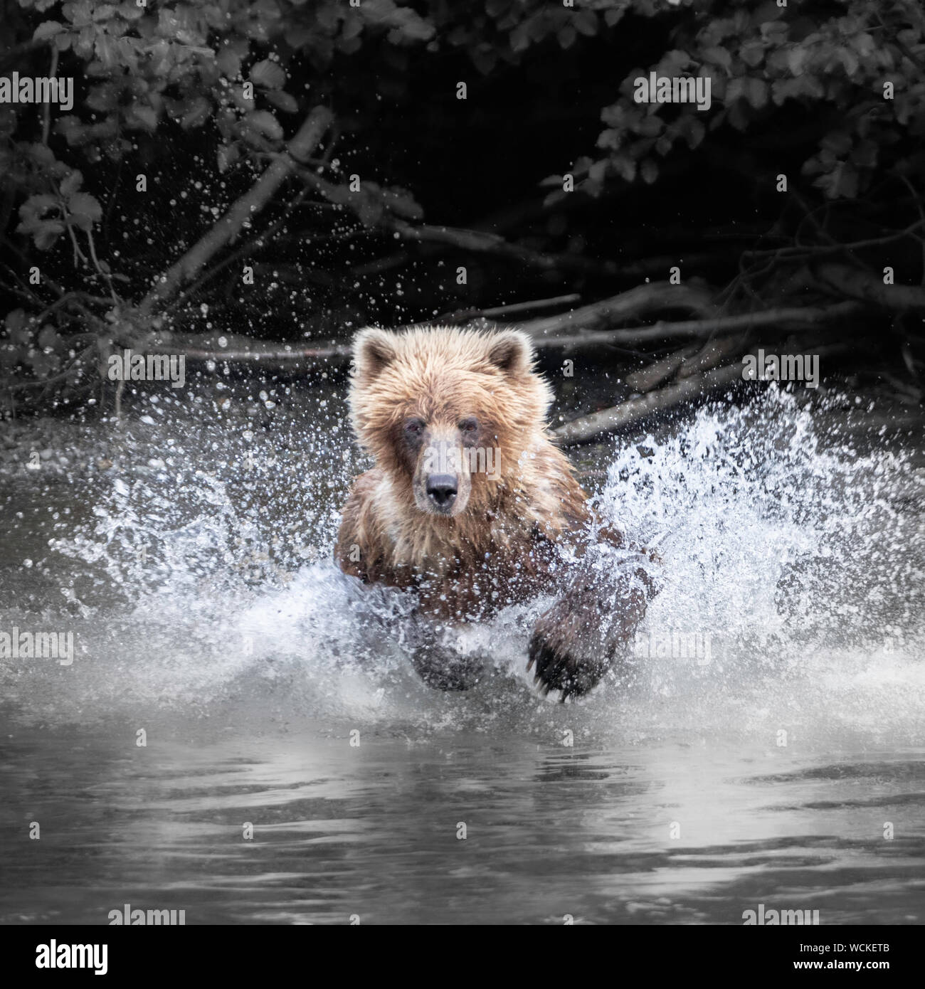 Grizzly Bear splashing in the Nakina River hunting for Salmon, Ursus arctos horribilis, Brown Bear, North American, Canada, Stock Photo