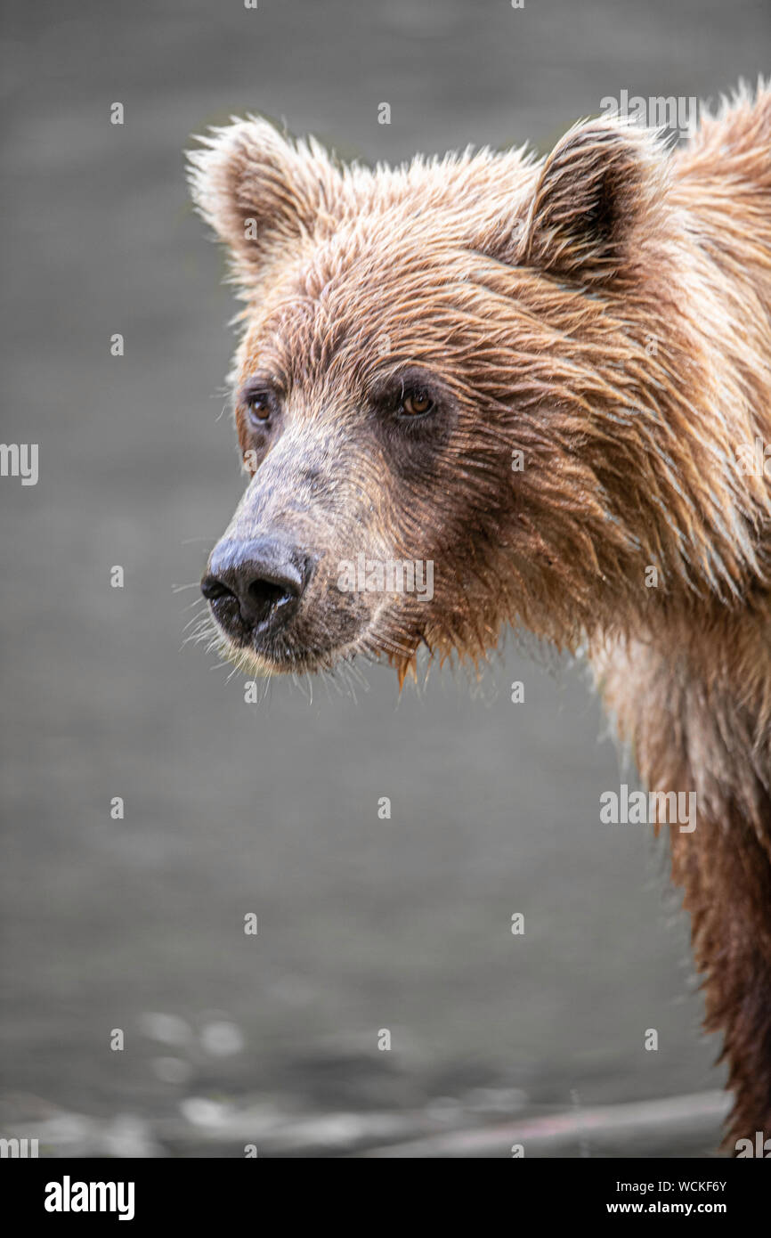 Grizzly Bear, Ursus arctos horribilis, Brown Bear, North American, Canada, Stock Photo