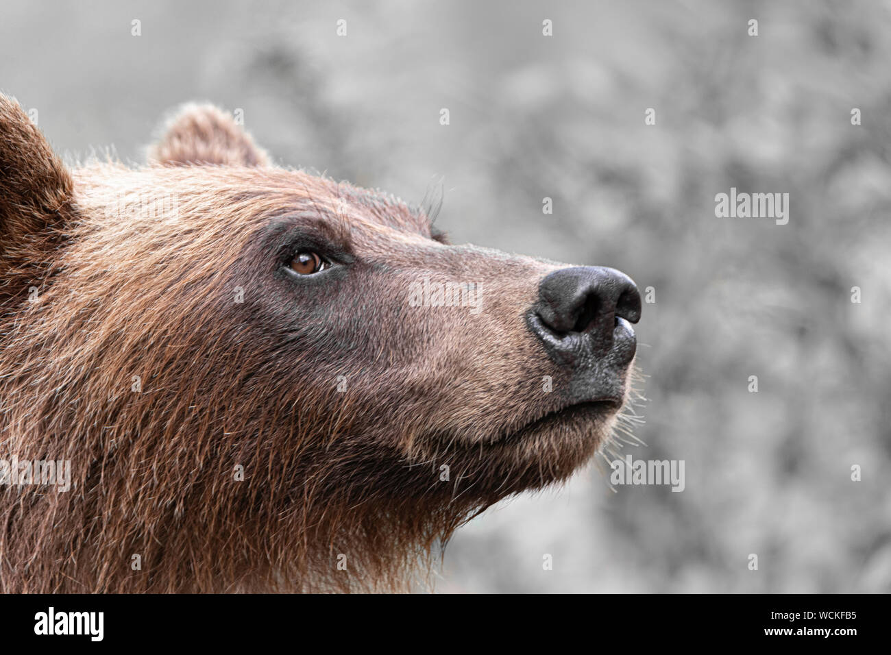 Grizzly Bear Nose High Resolution Stock Photography and Images - Alamy