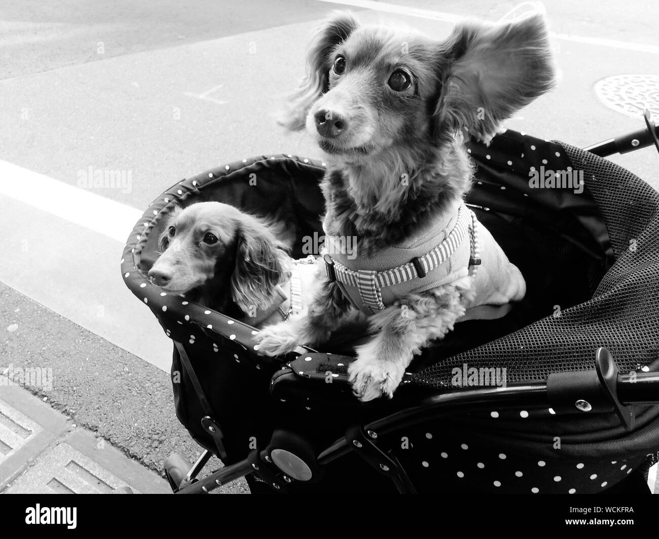 Dog in baby carriage stroller hires stock photography and images Alamy